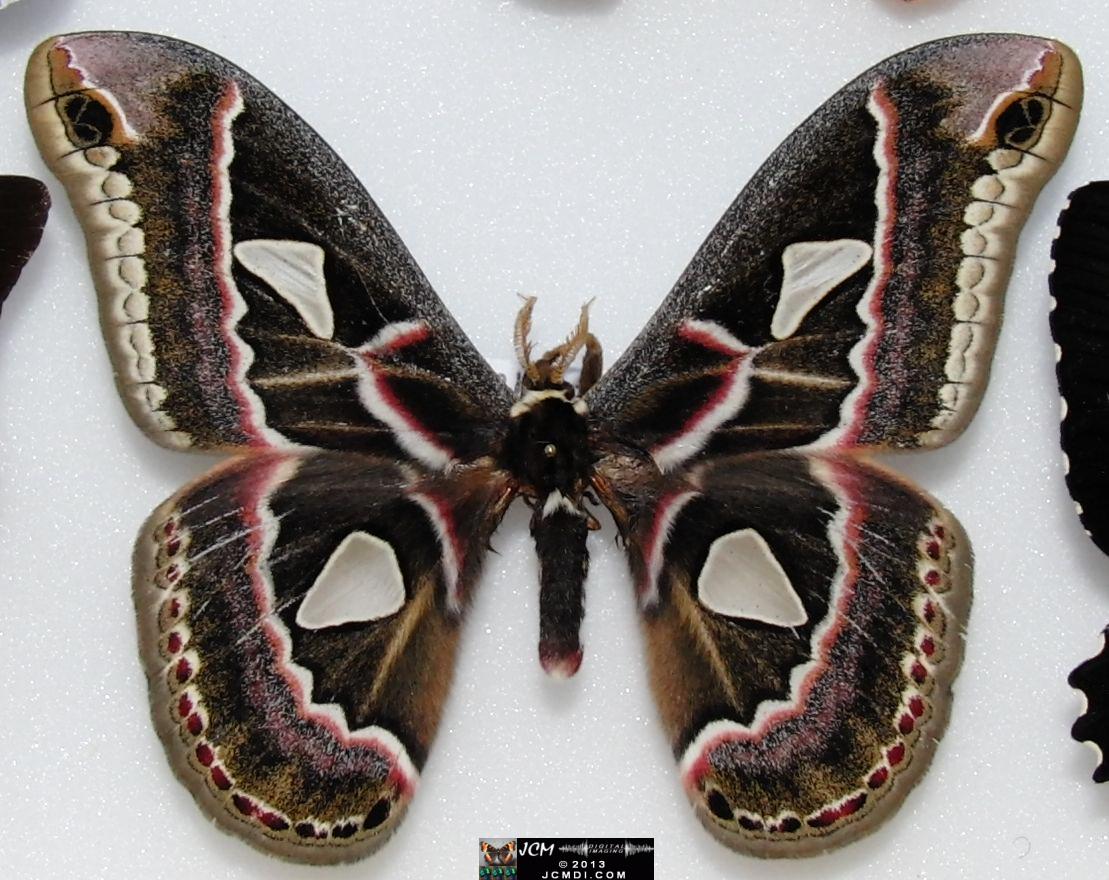 Rothschildia cincta? 02-20-2010 